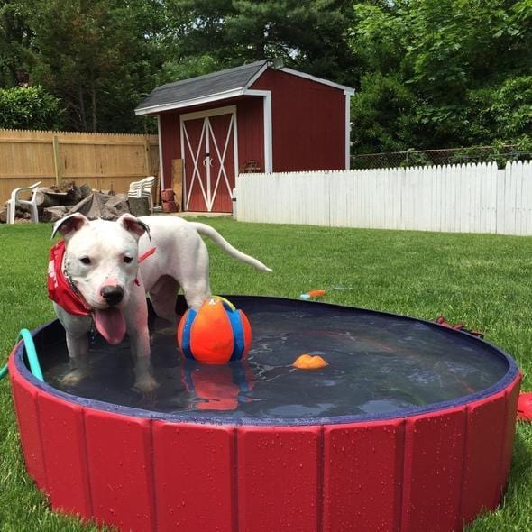 PawSwim - Collapsible Dog Swimming Pool