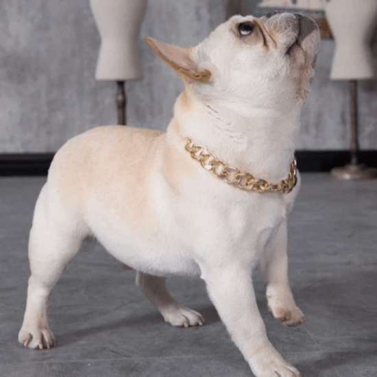 ThugPet - Thick Cuban Link Chain Pet Collar