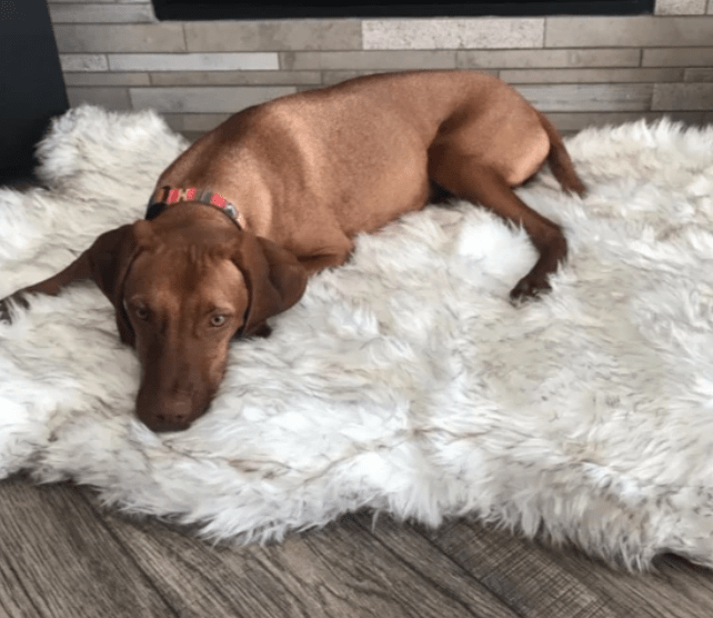 Pup FurBed - Orthopedic Dog Bed with Vegan Fur Memory Foam