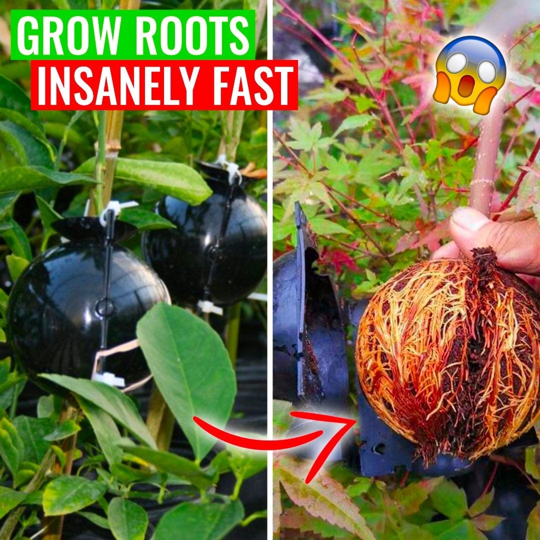 GrowSphere - Plant Rooting Balls