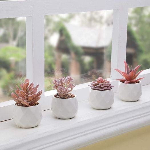 Succulents in White Ceramic Pots