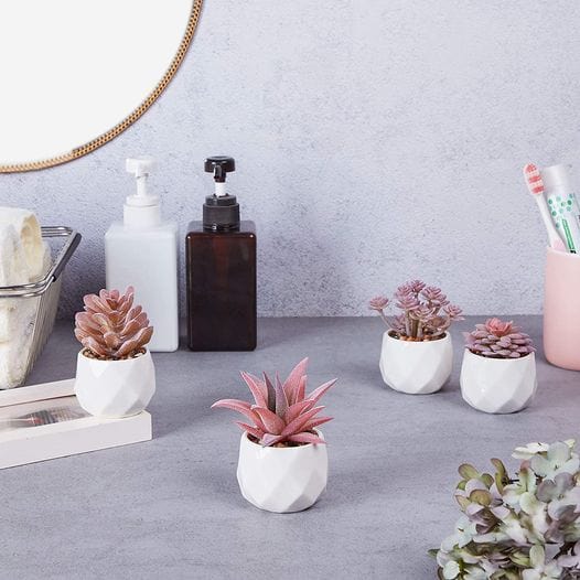 Succulents in White Ceramic Pots