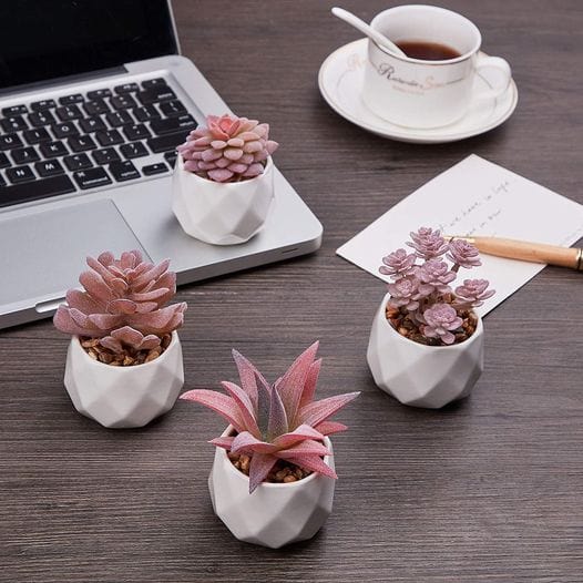 Succulents in White Ceramic Pots