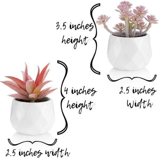 Succulents in White Ceramic Pots