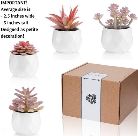 Succulents in White Ceramic Pots