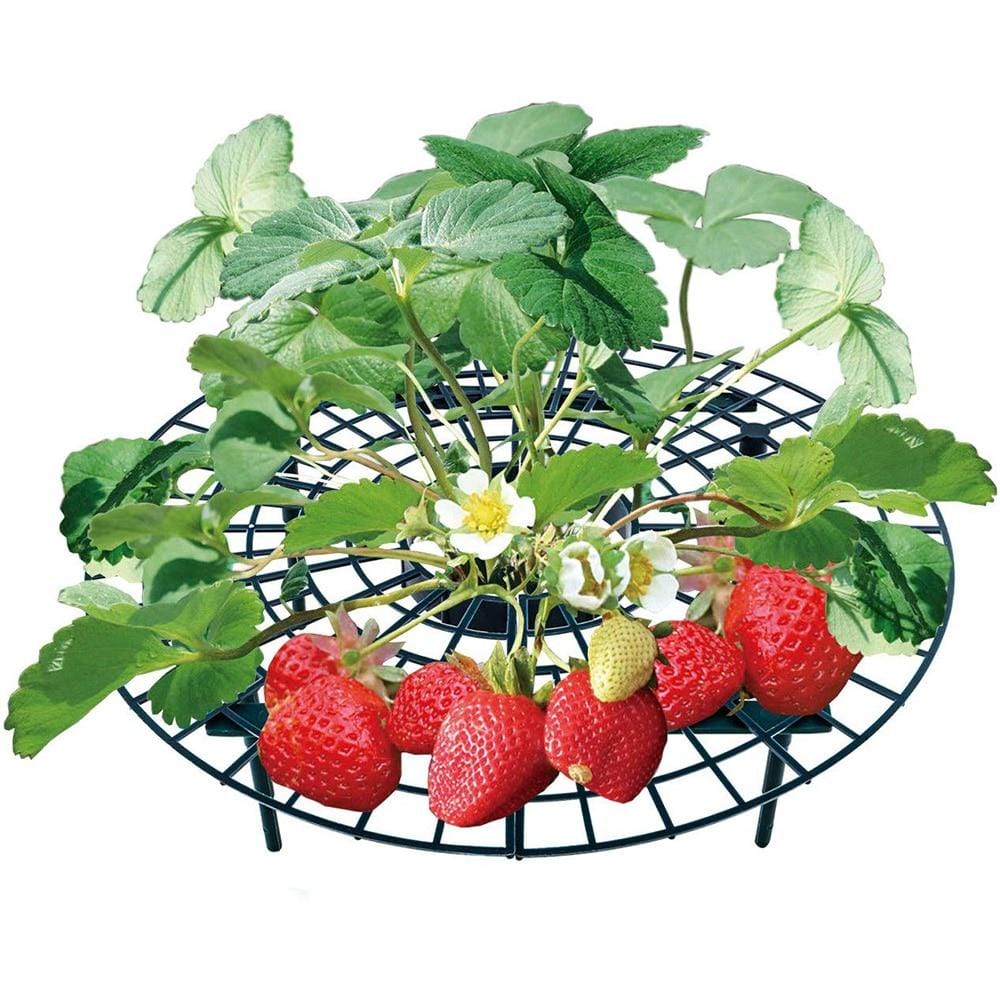 Berrylife - Strawberry Planting Frame