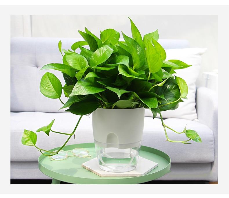 HydroBloom - Hydroponic Self Watering Flowerpot